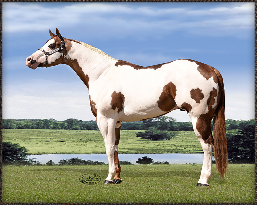 3dRose lsp_3536_1 Champion Paint Quarter Horse Single Toggle Switch